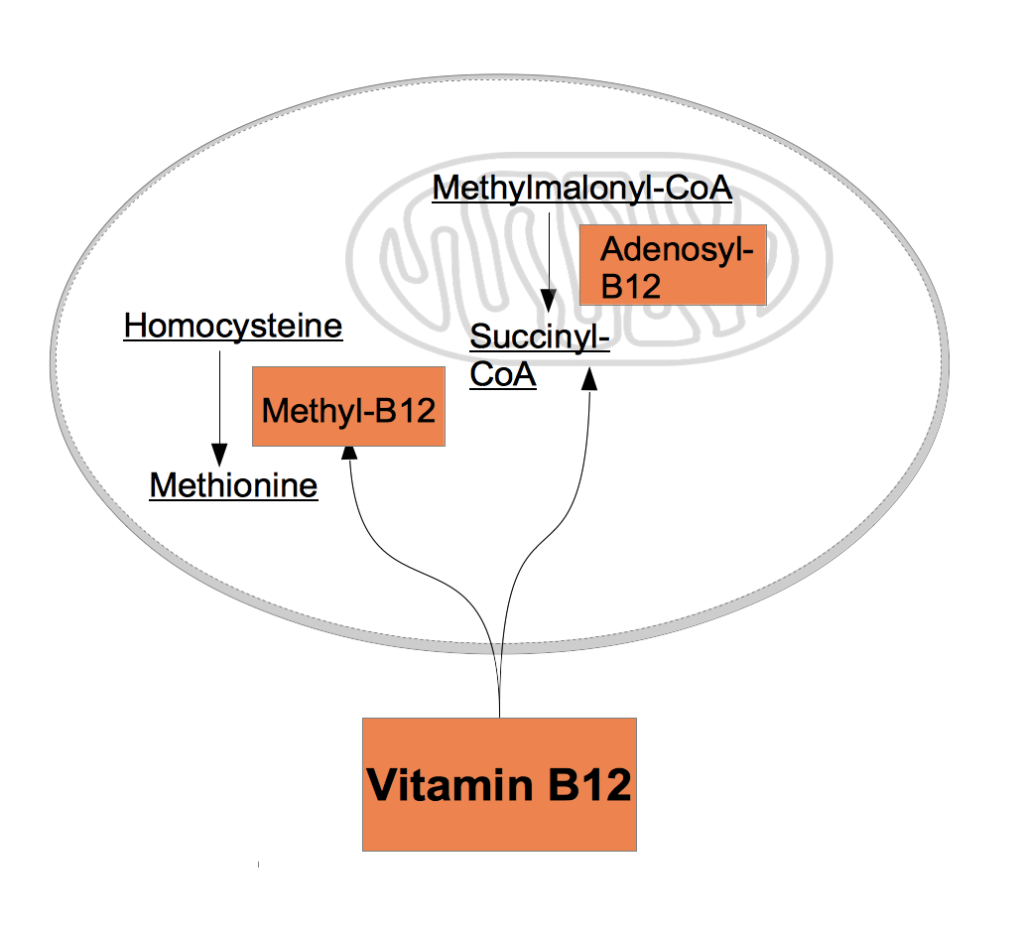 Vitamin B12 Benefits