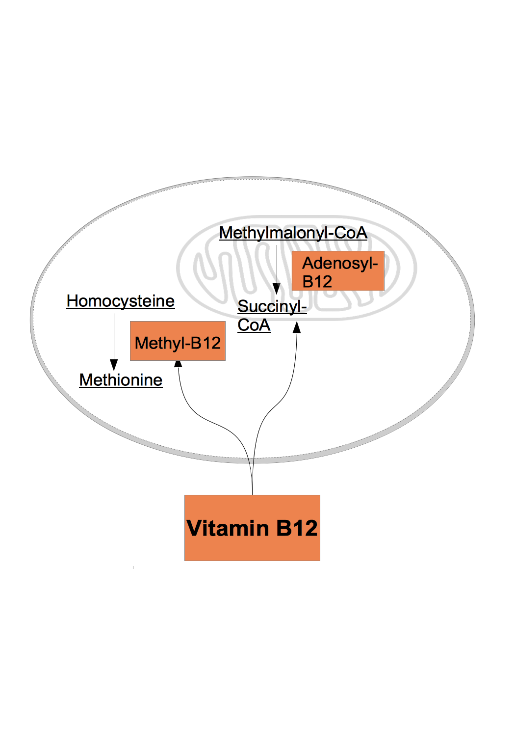 Vitamin B12 Benefits Dr Schweikart