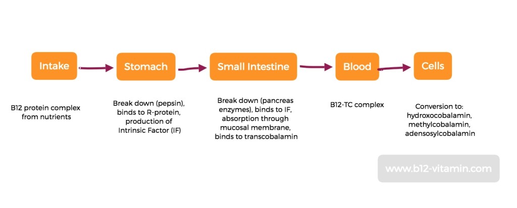 EN-B12-absorption