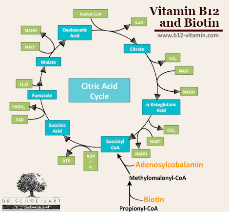 Vitamin B12 And Biotin Dr Schweikart