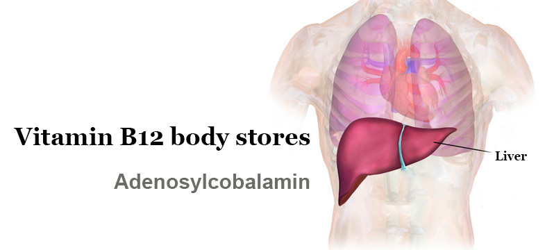 The Body’s Store of Vitamin B12