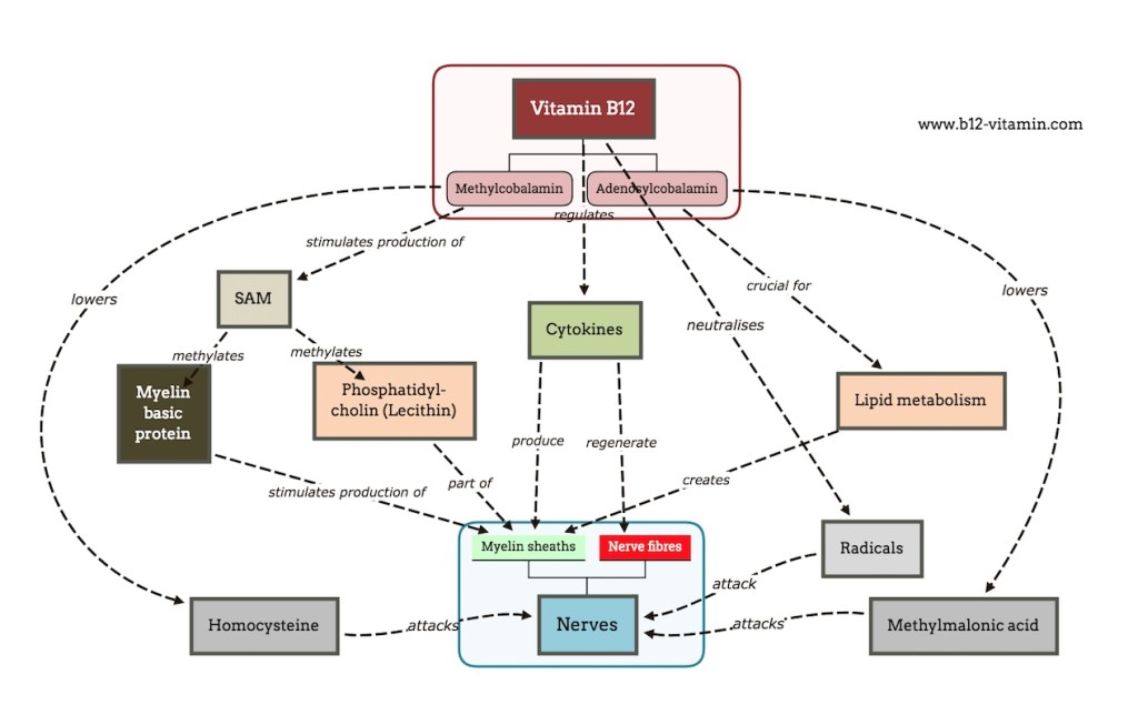 EN_B12-nerves
