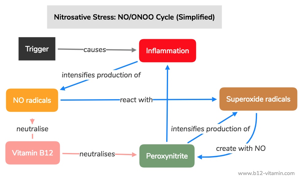 Vitamin B12 and Nitrosative Stress