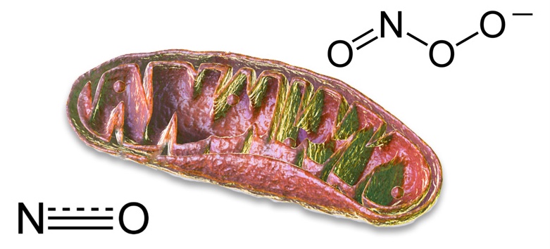 Vitamin B12 and Nitrosative Stress